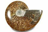 Polished Ammonite (Cleoniceras) Fossil - Madagascar #283351-1